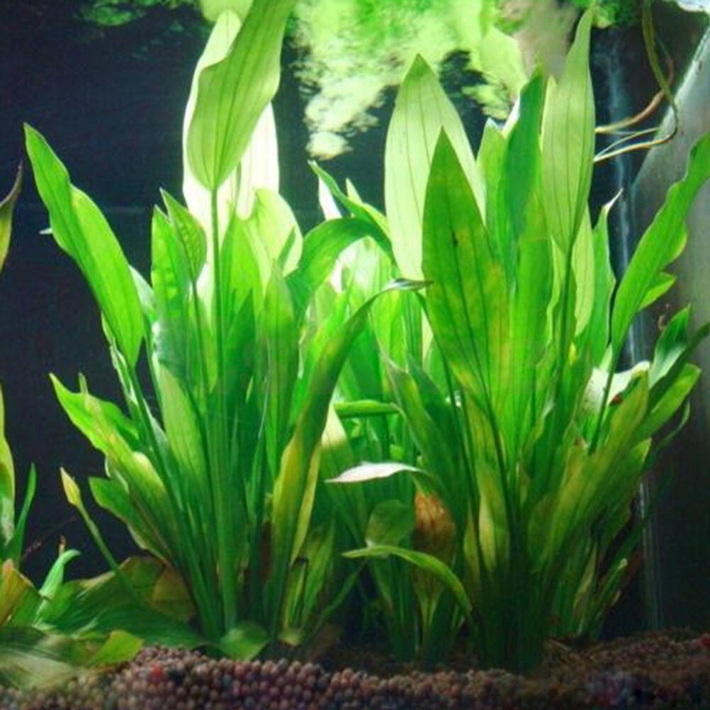 Dry Herb Vaping Accessories - 15cm künstliches Aquarium Dekor Pflanzen Wasser